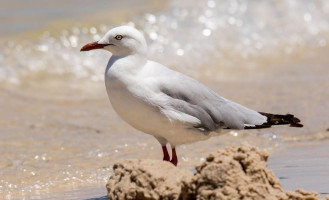 Sylvan Beach Seafood Cafe drink