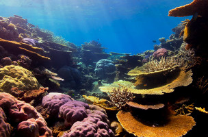 Bongo Bongo Divers outside