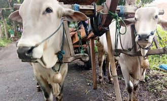 Omah Kecebong outside