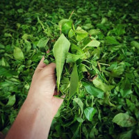 Happy Brew Kombucha food