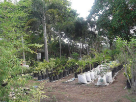 The Palm Garden outside