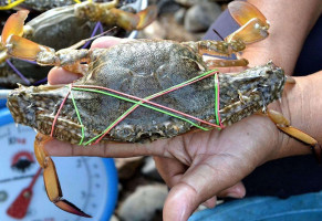 Braulio's Seafoods food