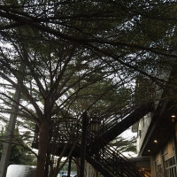 Tang Yong Pang outside