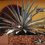 Lokal Kanan Pasalubong Boisson