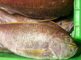 Fresh Fish Shack food
