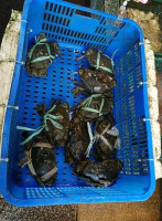 Wàng Hǎi Tíng Huó Hǎi Xiān drink