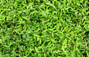 Shree Joshi Wadewale Paud Misal Cha Darbar drink