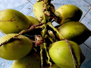 Warung Nasi Bm Es Kelapa Muda