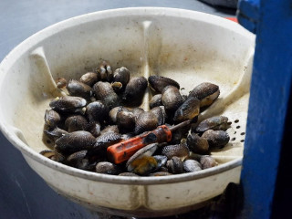 Kerang Rebus 65