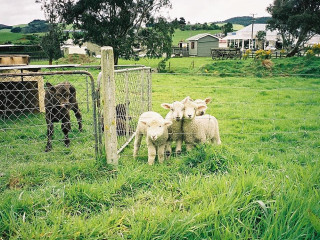 Tokanui Food Centre